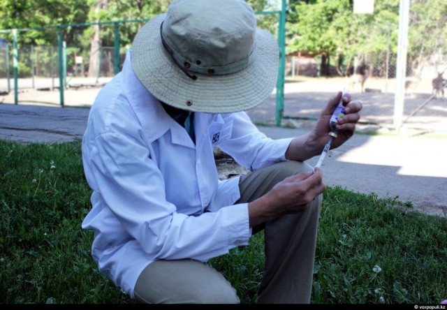 Как вылечить барса