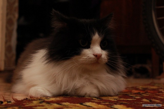 Котовторник  28.08.12