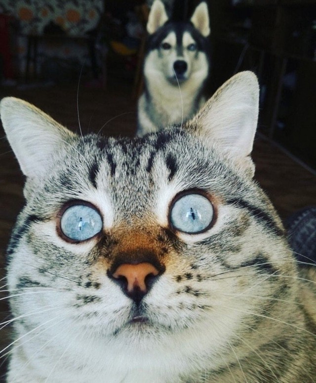 Живность из сети