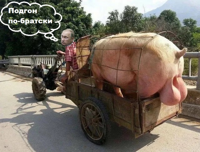 Украина стала главным покупателем российской свинины