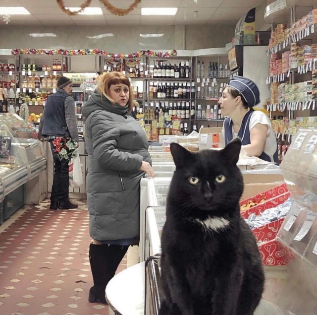 Чуток картинок не про вирус 17. Коты и кошки. И их рабы