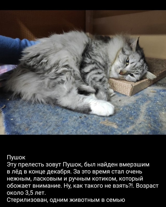 Котики хотят домой.