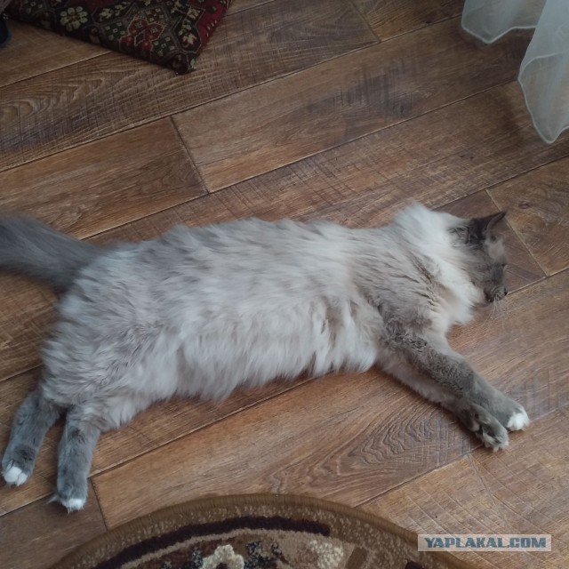 Котовторник же!