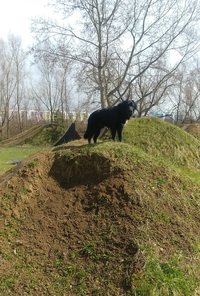 Собакены