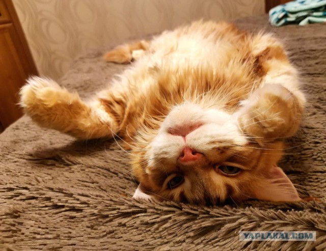 Кошкин день! Я, видимо первый.