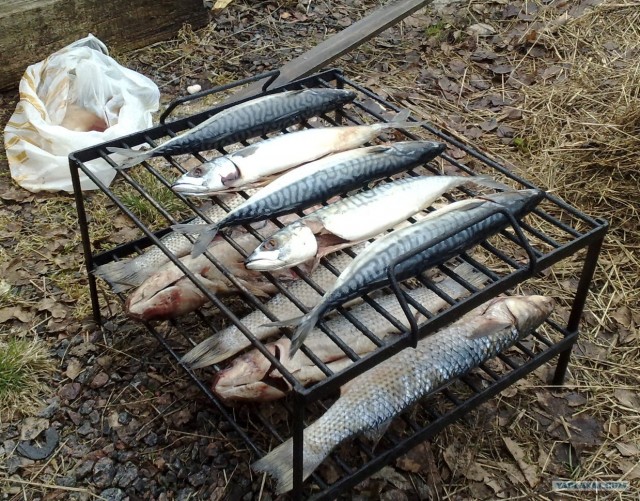 Все из рыбы!