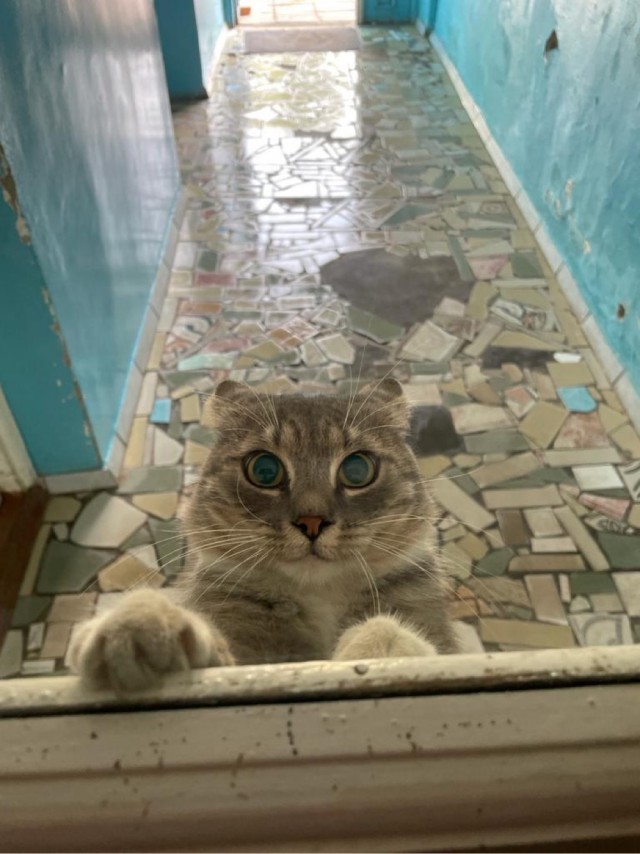Котовторник 14.09.2021