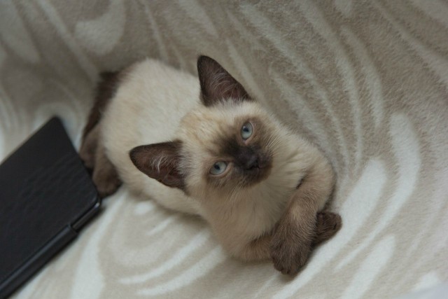 Котовторник