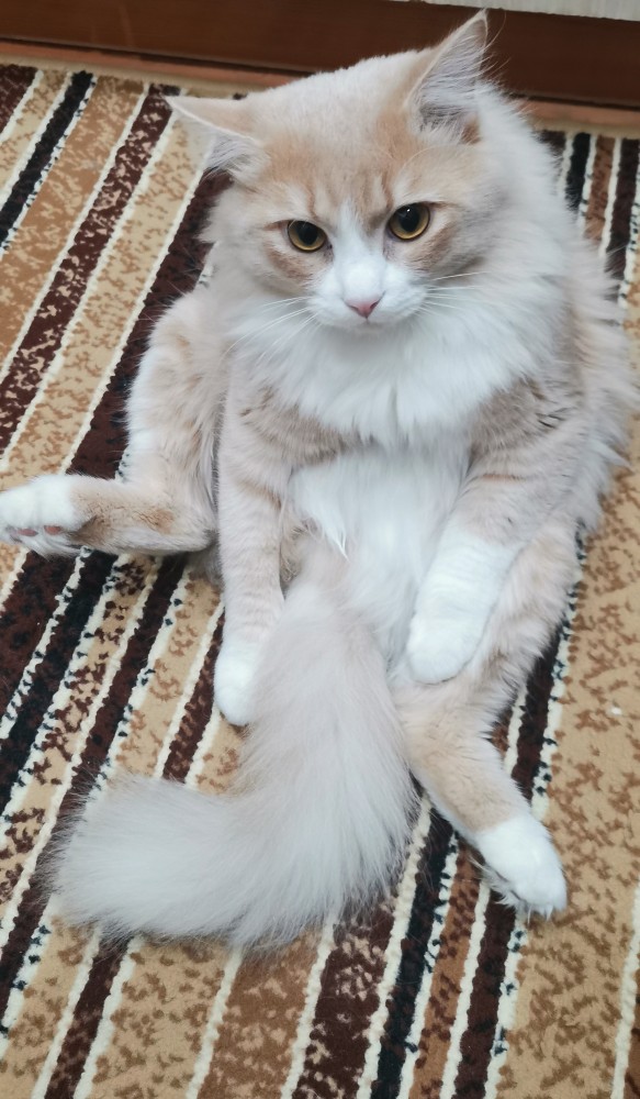 Котовторник. Картинки и буквы 08.02.22