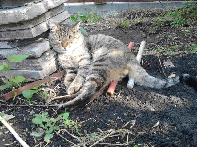 Жизнь домашнего приюта "Котоленд" 335