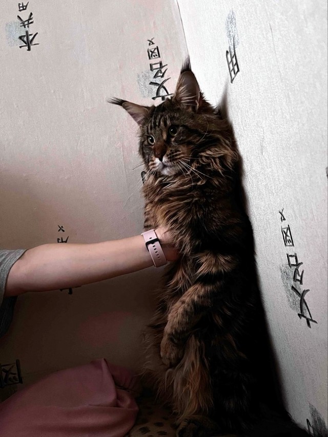 Прогнать кота невозможно