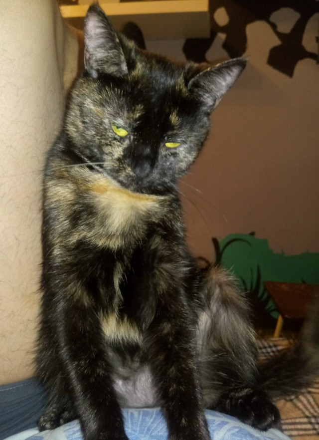 Котовторник 18.10.22