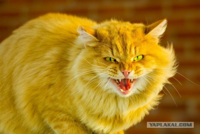 Красота диких кошек
