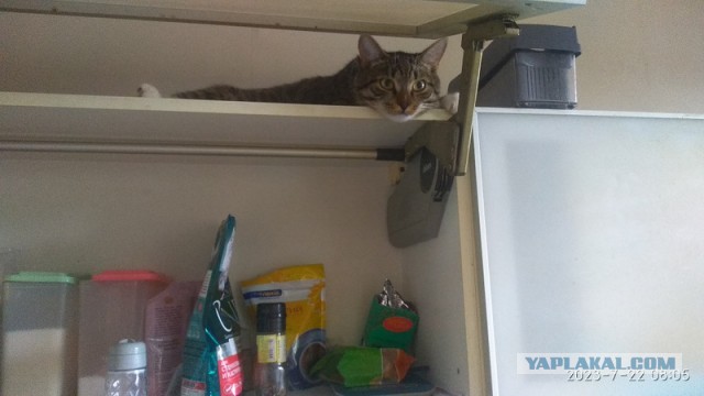 Котовторник! 16+ Коллеги-рабы, отмечаемся, у кого хозяину много лет!