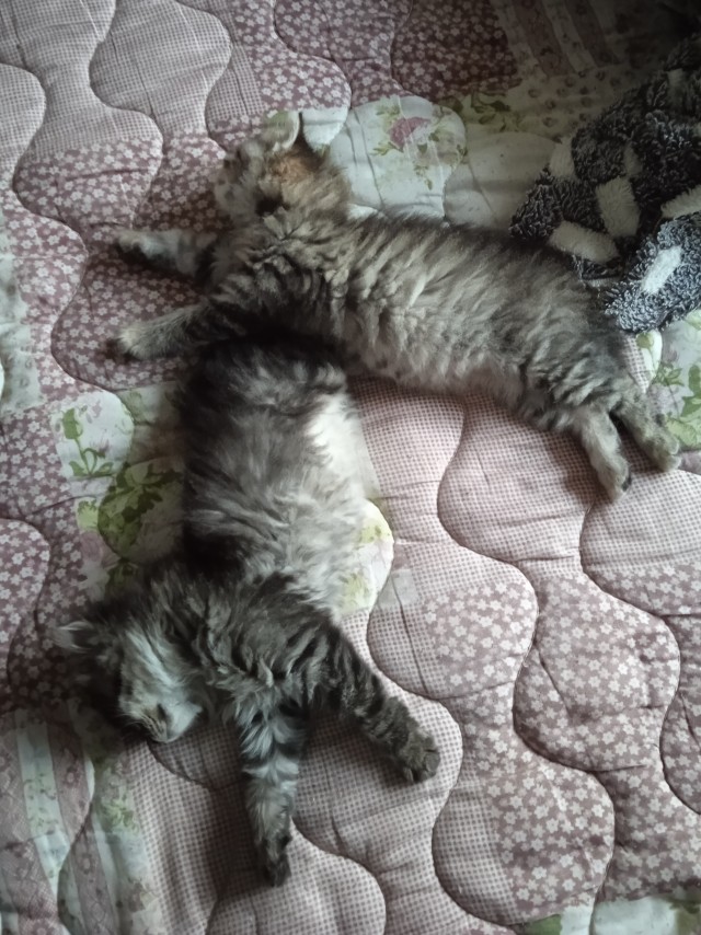 Котовторник