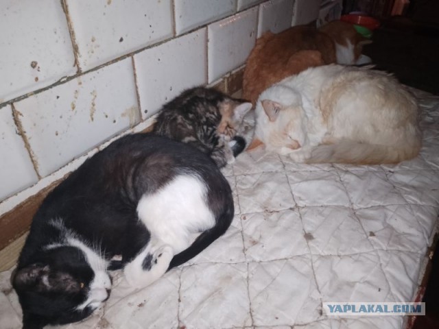 Жизнь домашнего приюта для котеек 474