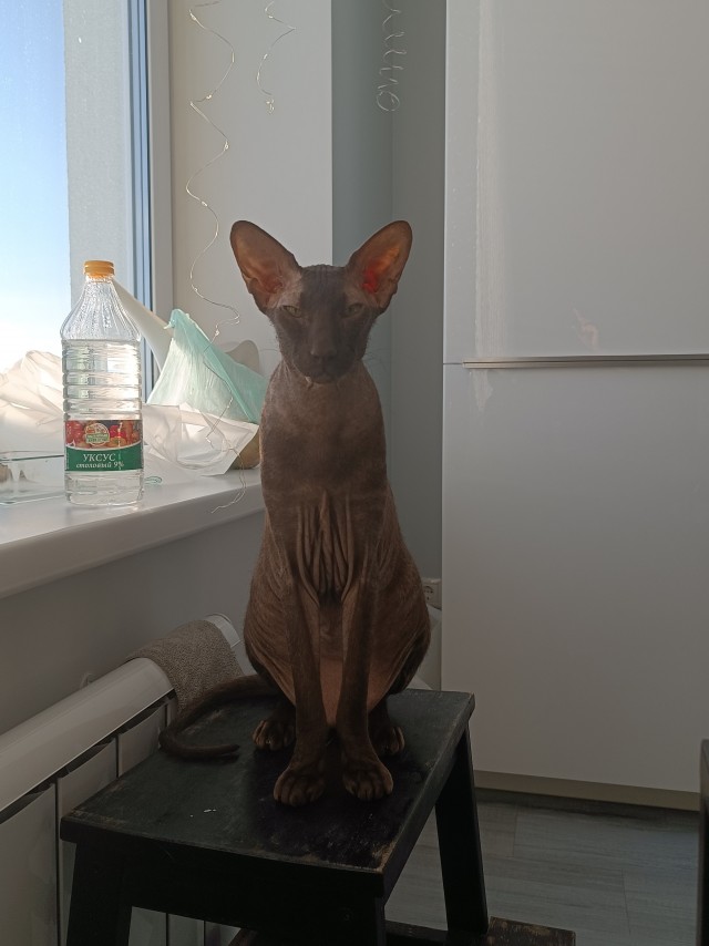 С Котовторником!