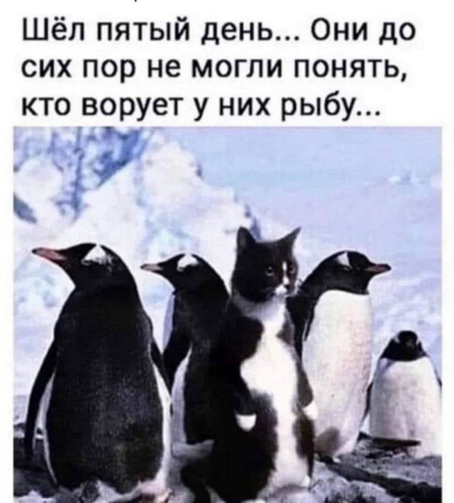 Немного забавных картинок от 23.10.2024