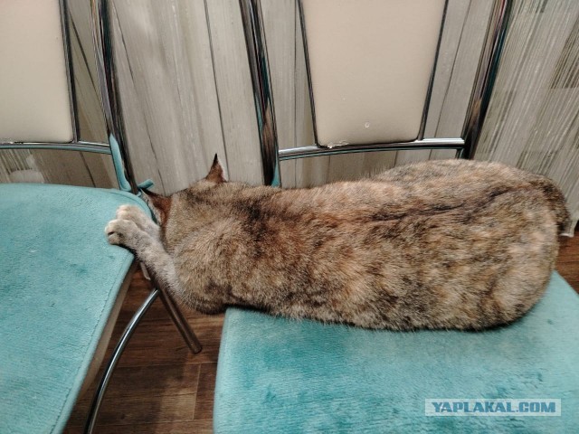 Кот спрятался