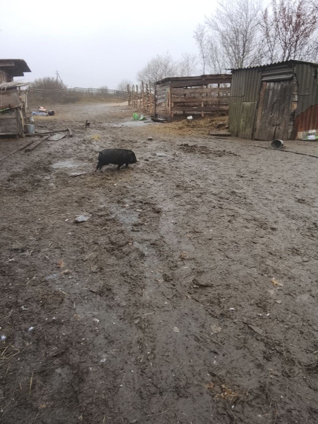 Веселая ферма. Ответ на пост