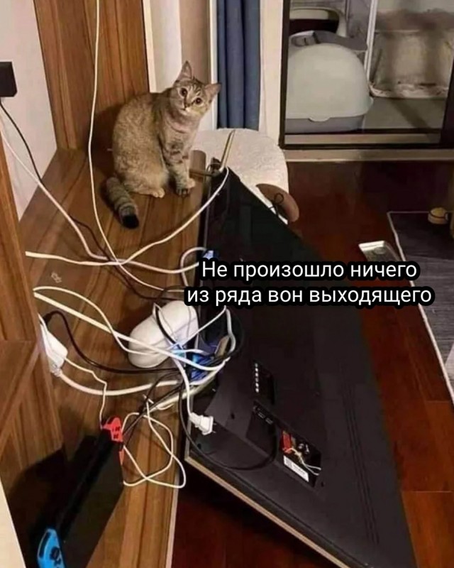 Чутка кошек