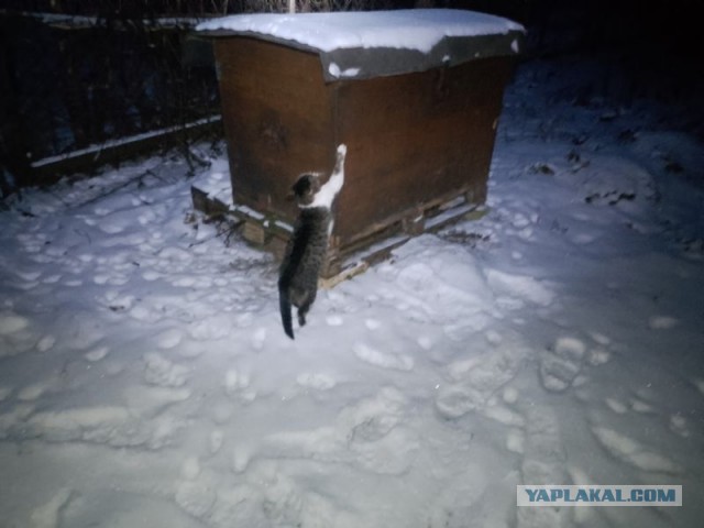 Жизнь домашнего приюта для котеек 568