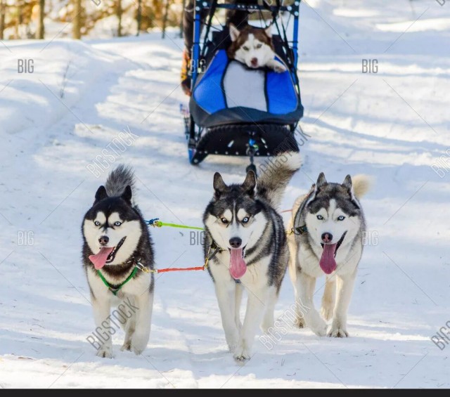 Японцы умные