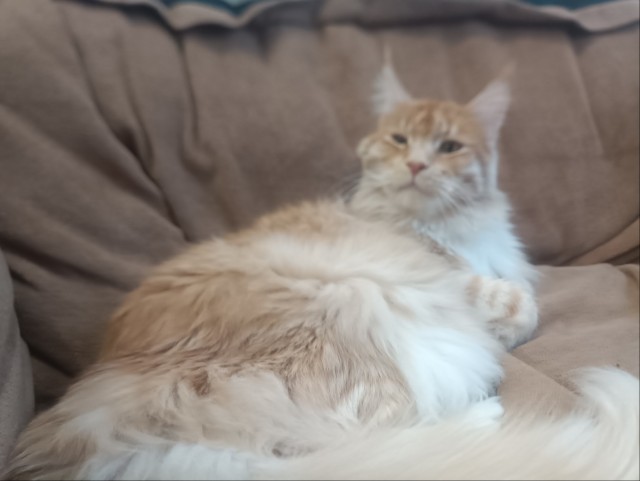 Наши коты