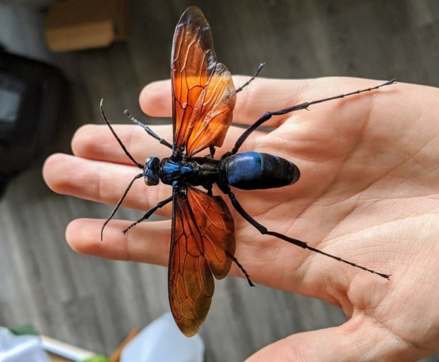 Осы: 5 пугающих видов. От маньяка-мясника до паразита в инжире