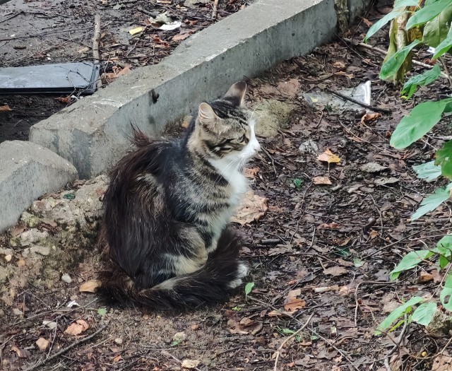 Дворовые коты