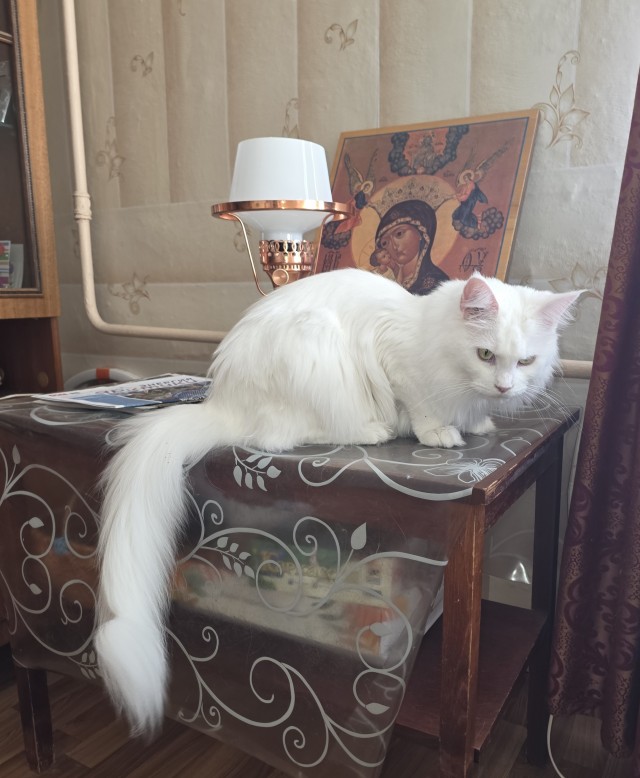Тест новой камеры (котовторник)