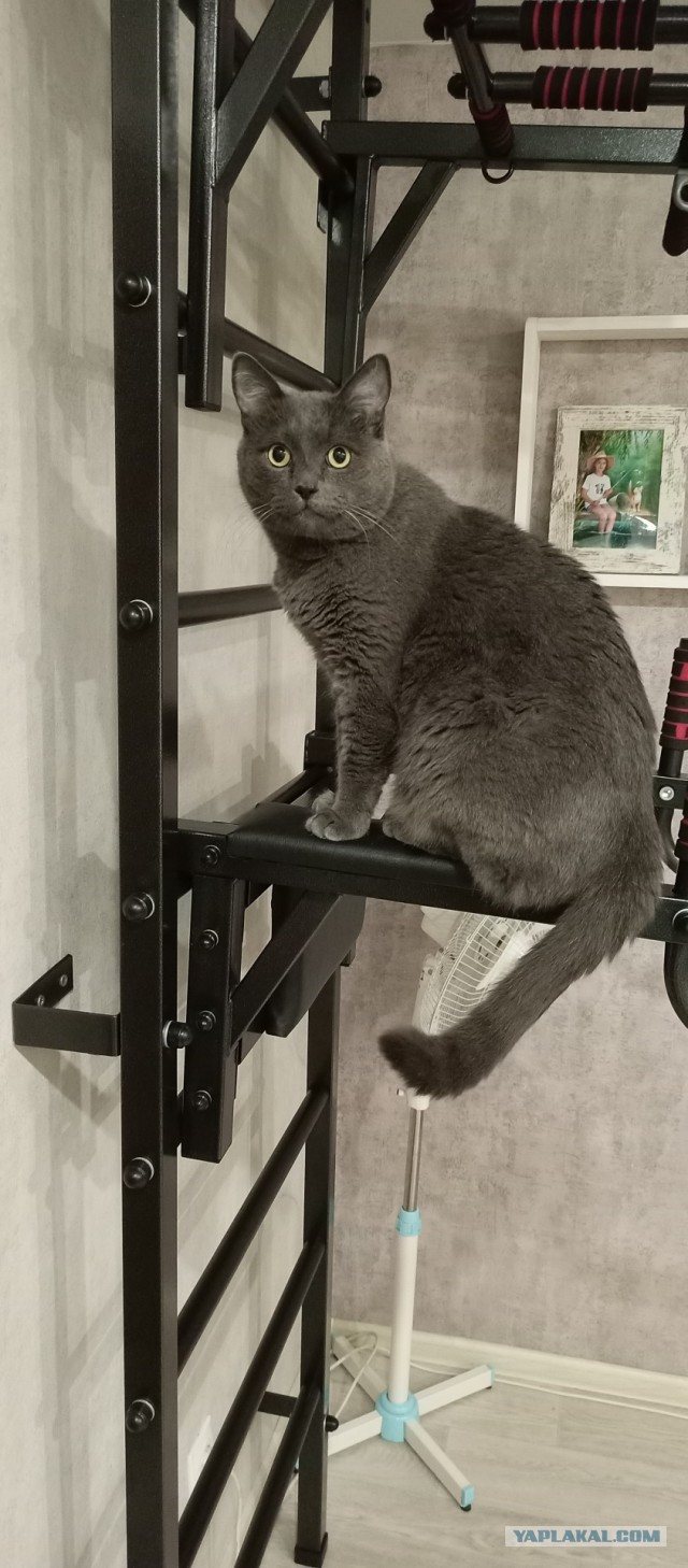 Очередной котовторник