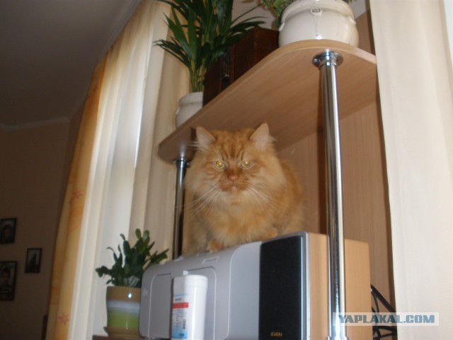 Котовторник 26.11.2013