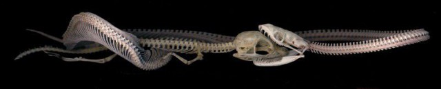 Гигантская змея титанабоа