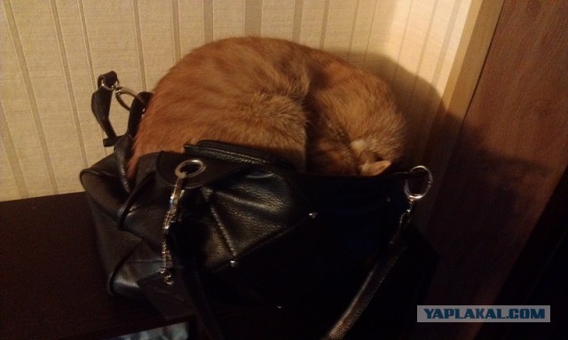 Котовторник 22.07.14