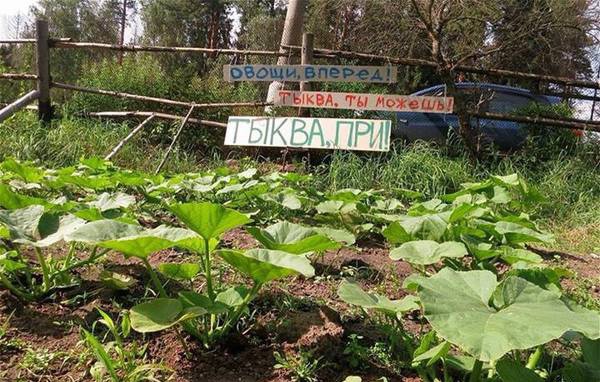 Без пестицидов