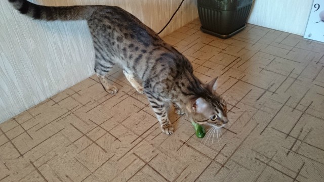 Котовторник 19.08.2014