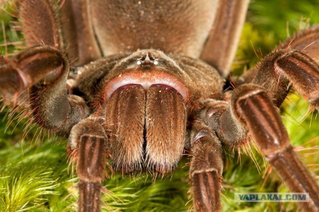 Самый крупный паук Терафоза Блонда
