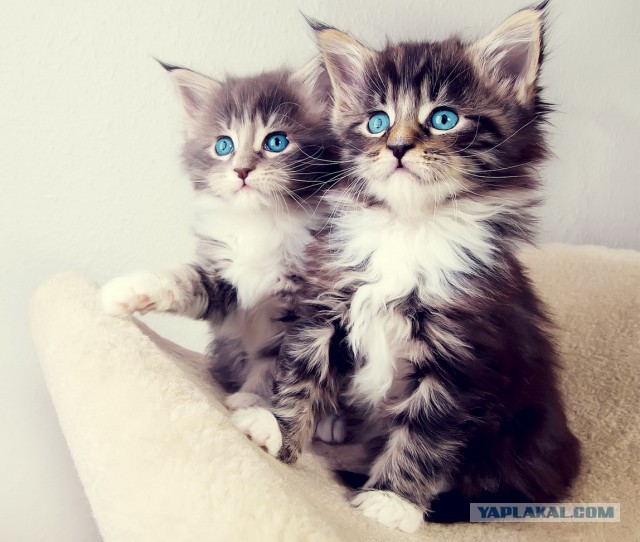 Котовторник 9.12.2014
