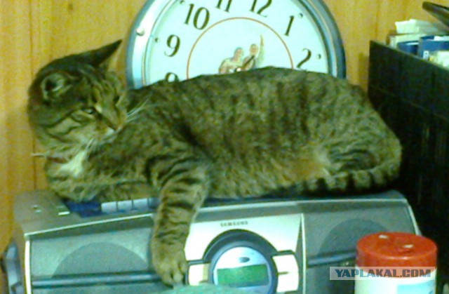Котовторник 23.12.2014