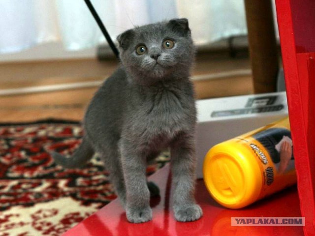 Котовторник 30.12.2014
