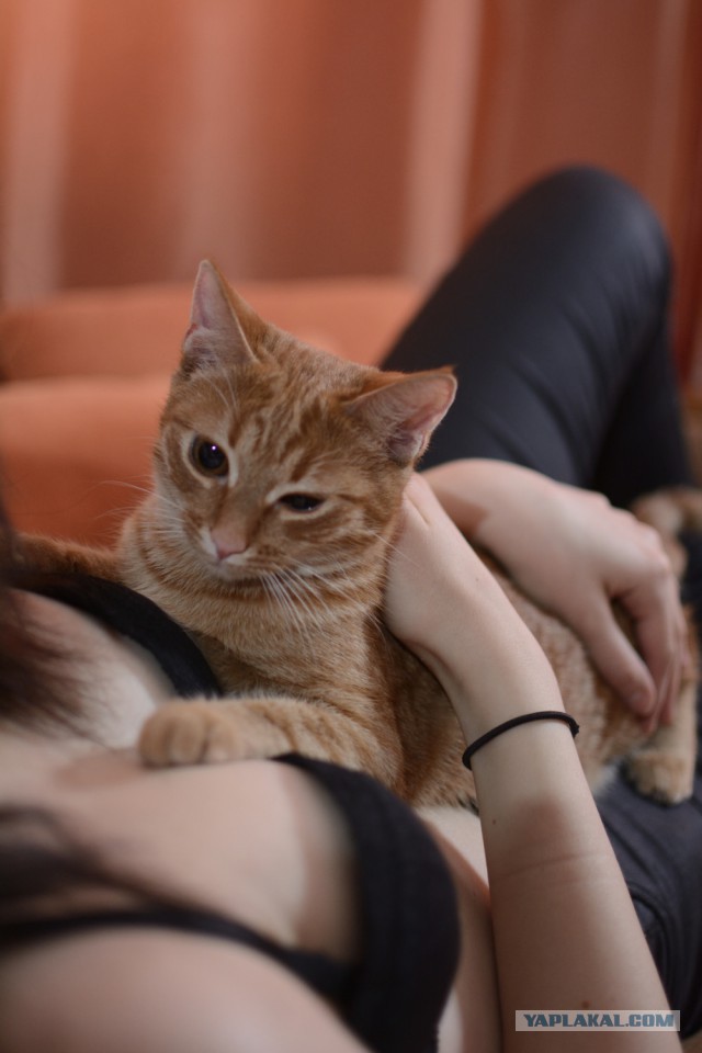 Котовторник 27.01.2015