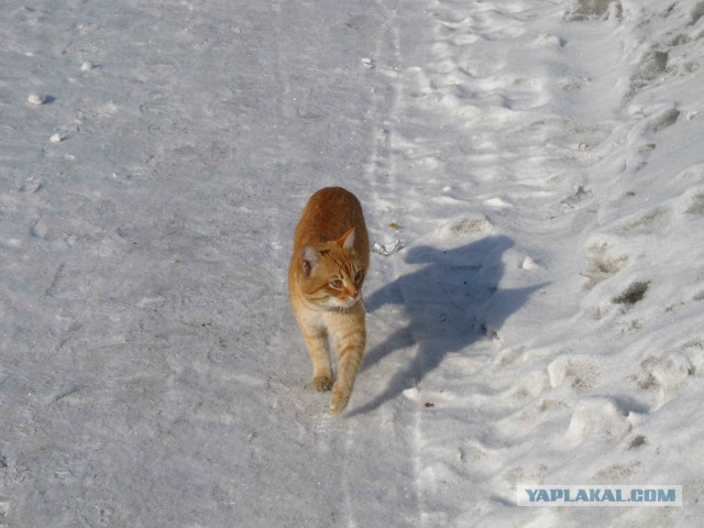 Мейн-куны - котята до старости! Я выбираю вас!