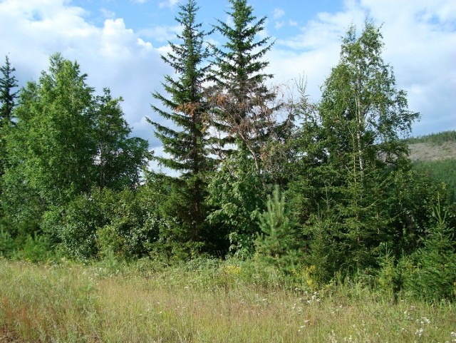 Небольшая дверь в Лето!