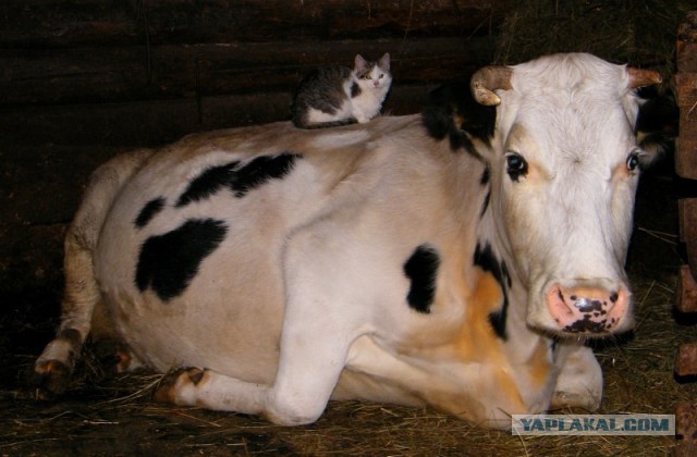 Деревенские коты