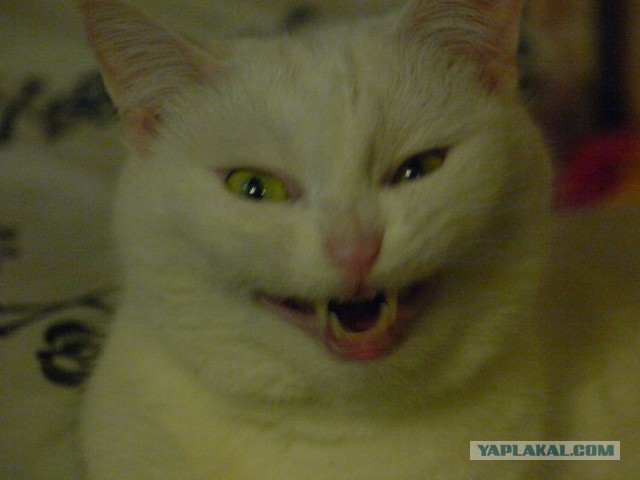 Котовторник 01.11.2016 г.
