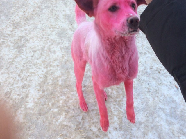 Зоозащитники Ижевска ищут "художника", покрасившего собаку в розовый цвет