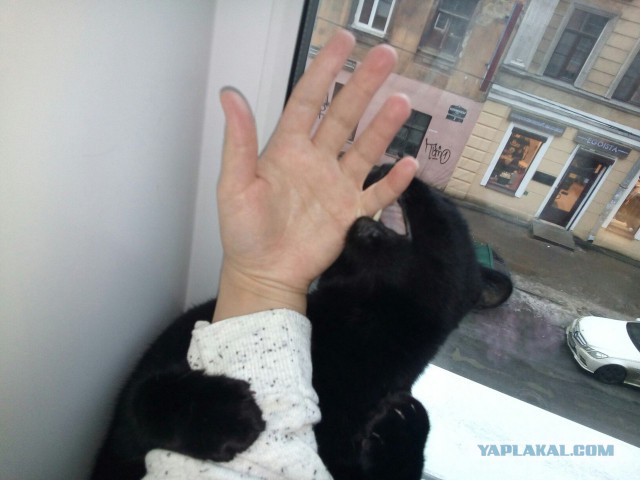 Котовторник  31.01.2017
