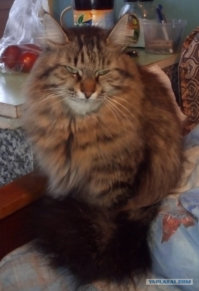 Котовторник  14.02.2017