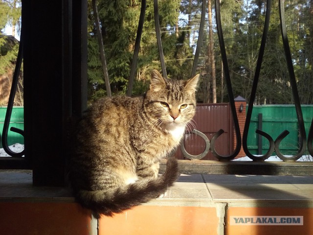 Котовторник 14.03.2017